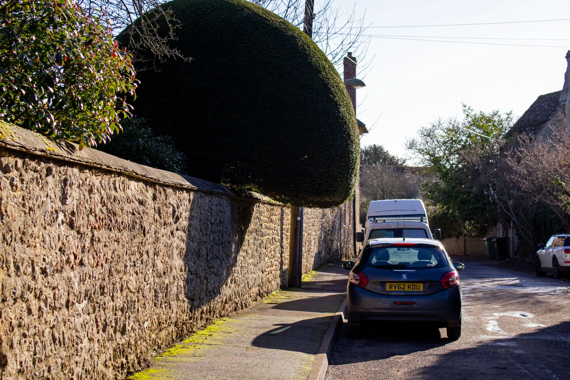 A car is menaced by a large tree looming over a wall.